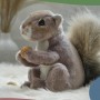 how to customized Lil' Peanut The Squirrel Stuffed Animal