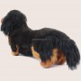 How to find Dachshund Longhair