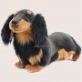 Where to get Dachshund Longhair