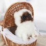 Siamese Cat Plush 26cm Toy