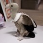 Simulation Stuffed Plush Toy Custom Made Stuffed Animals Bird Collection (Ostrich, Vulture & Pelican)