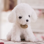 how to get Teddy Dog Plush Toy