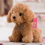 where to get Teddy Dog Plush Toy